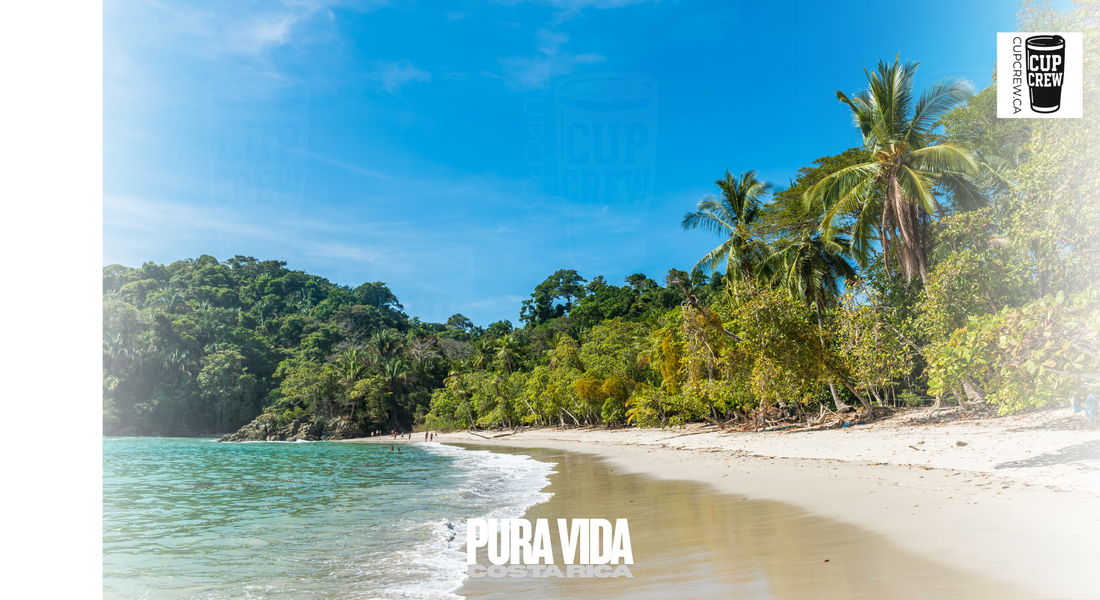A tropical beach with palm trees, a clear blue sky, and a turquoise ocean.