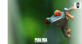 A close-up of a green tree frog with red eyes, perched on a branch, with a blurred green background.